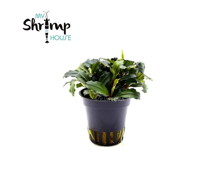 myshrimphouse835183