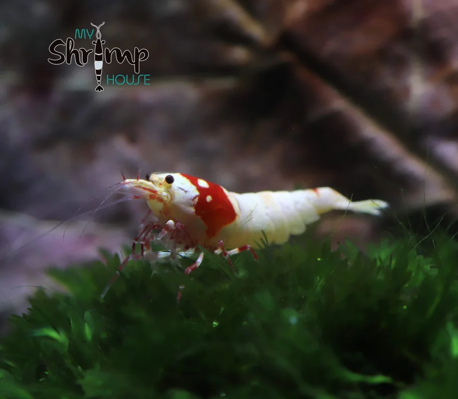 myshrimphouse836354