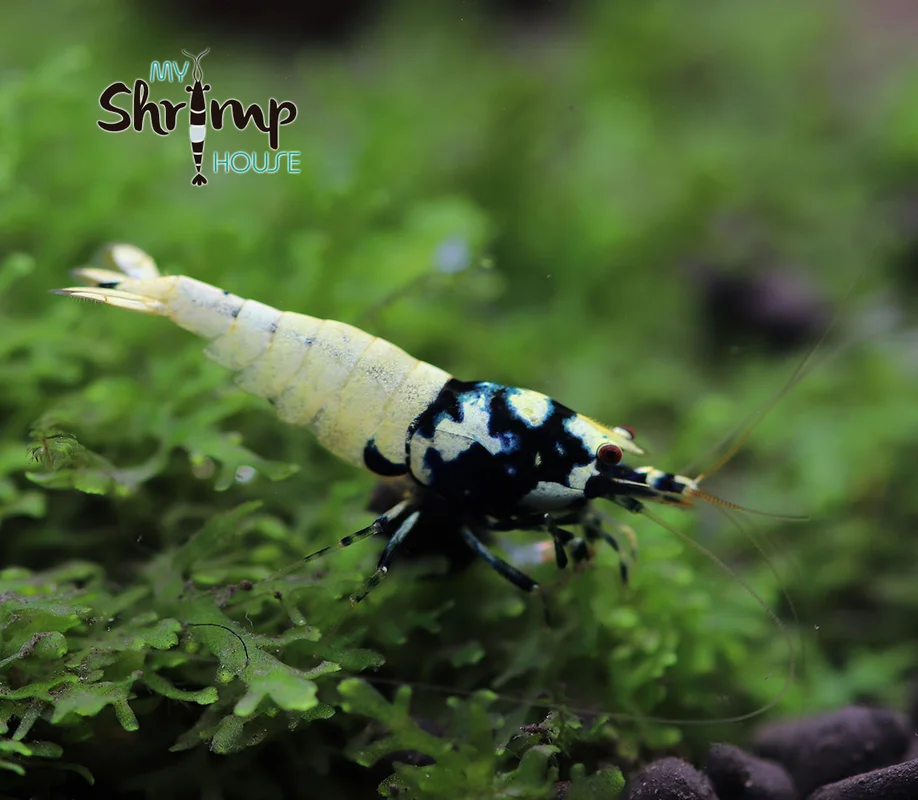 myshrimphouse836535