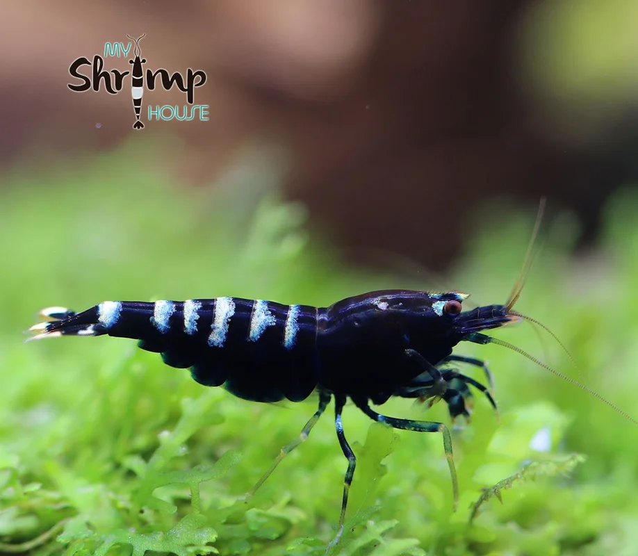 myshrimphouse837006