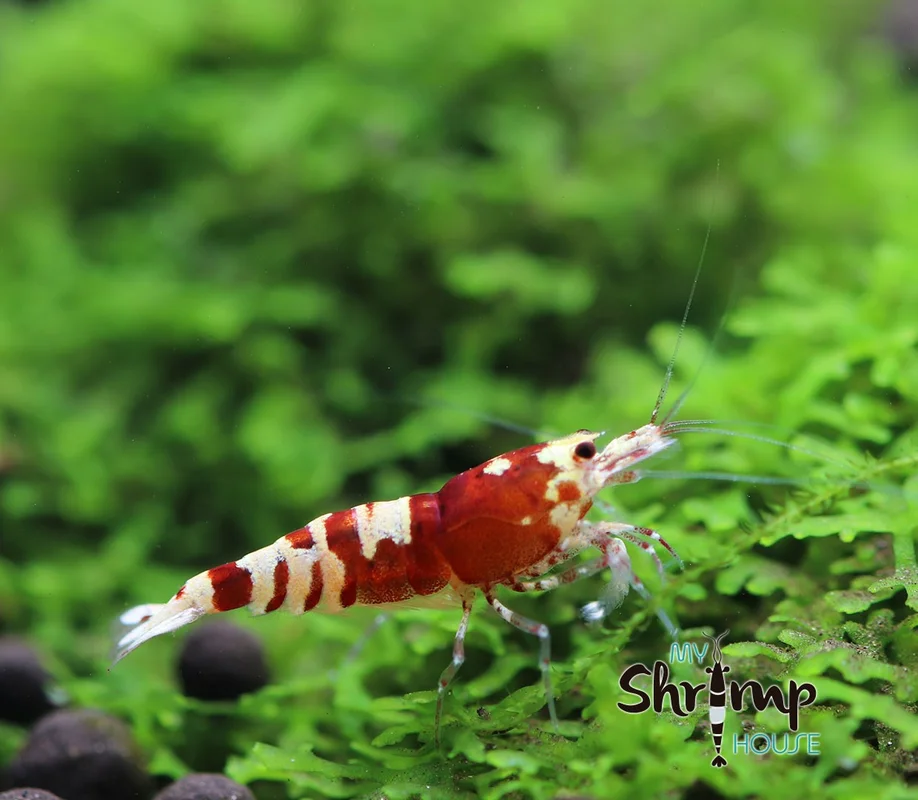 myshrimphouse837028