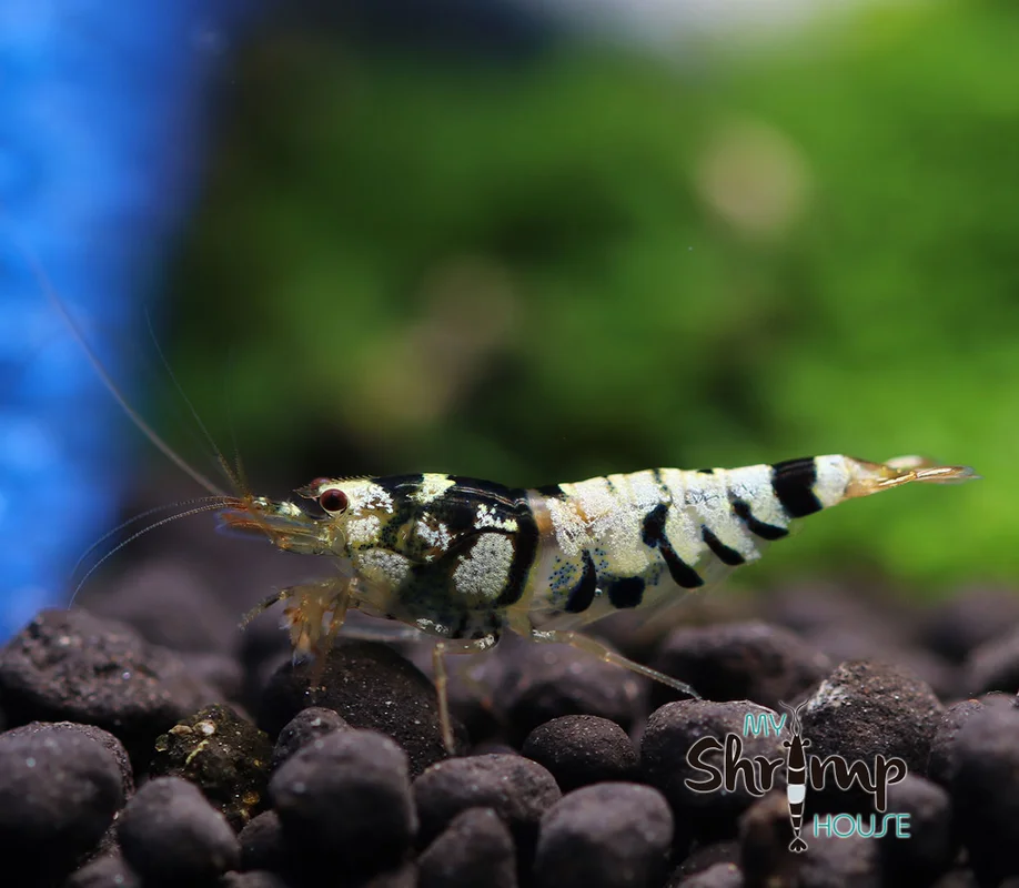 myshrimphouse837051