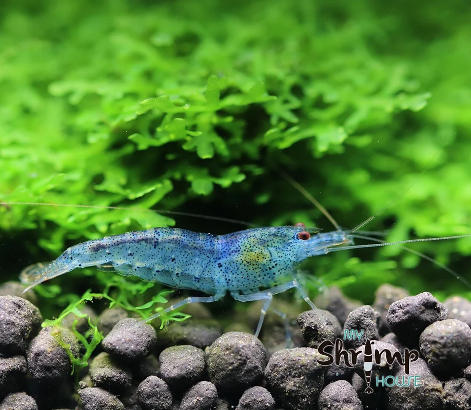 myshrimphouse837102