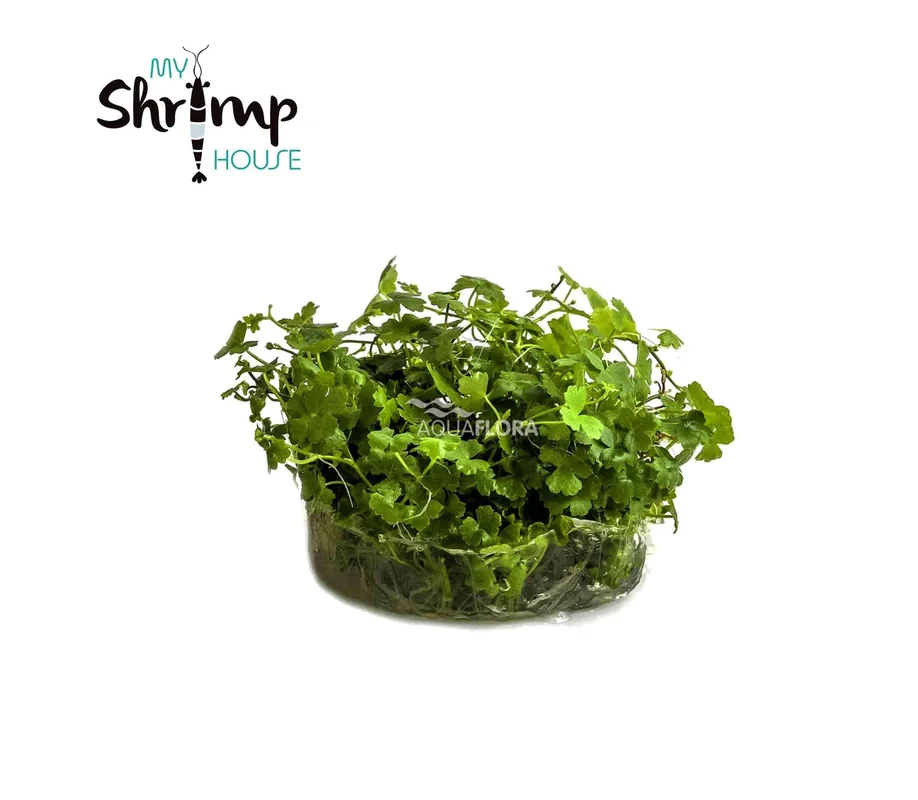 myshrimphouse837123
