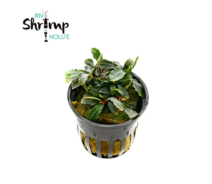 myshrimphouse837145