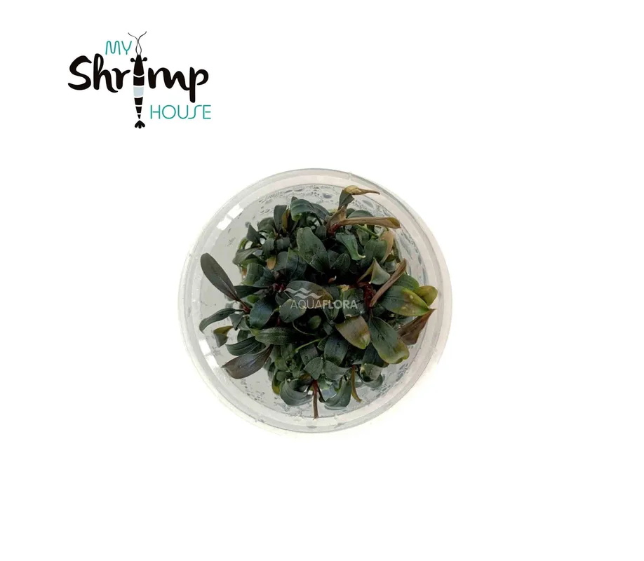 myshrimphouse837164