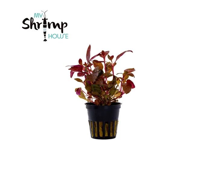 myshrimphouse837306