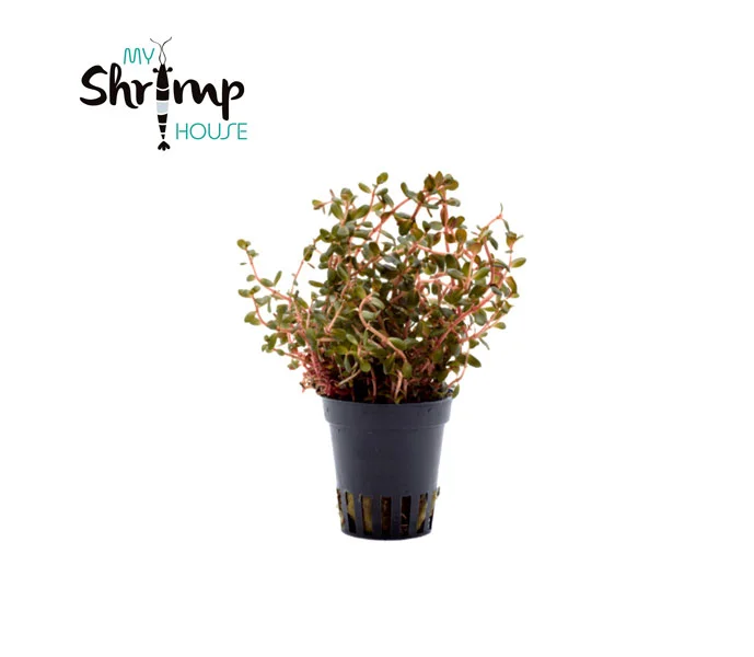 myshrimphouse837325