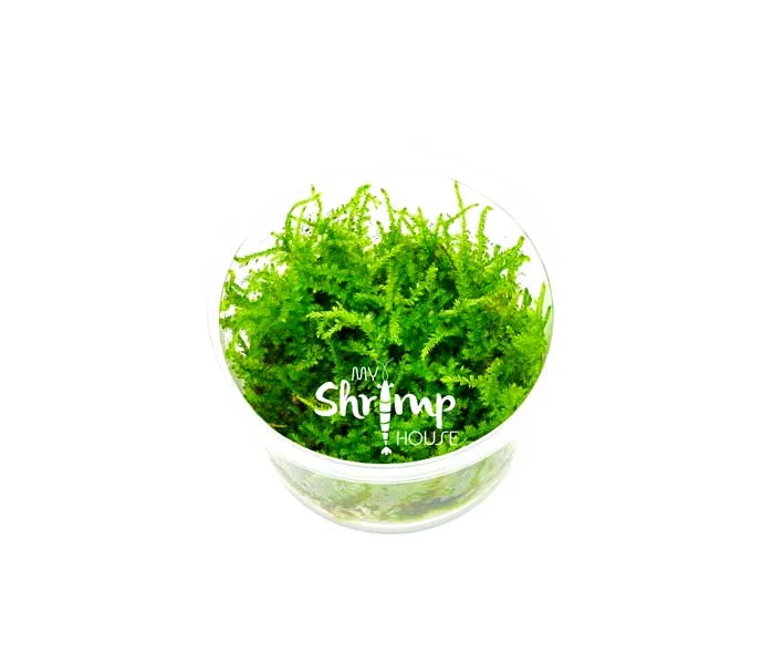 myshrimphouse837371
