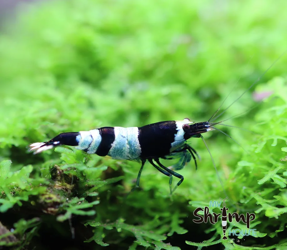 myshrimphouse837547