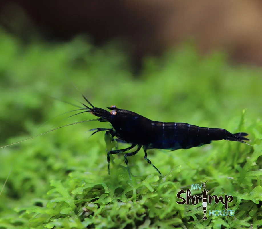 myshrimphouse837669