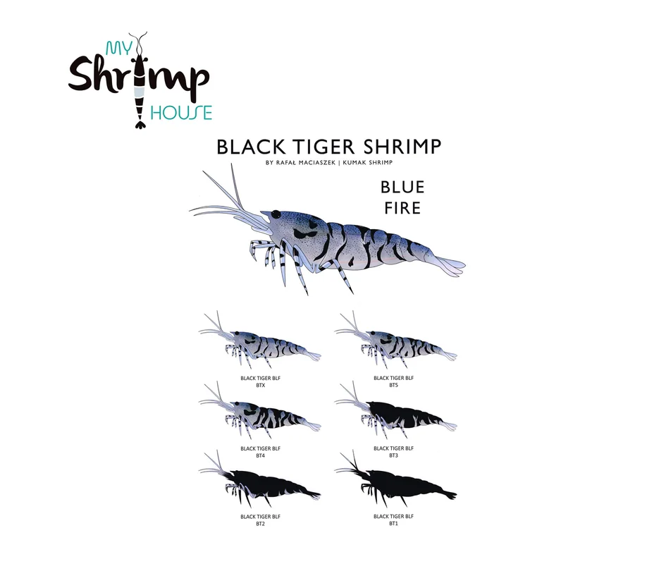 myshrimphouse837732