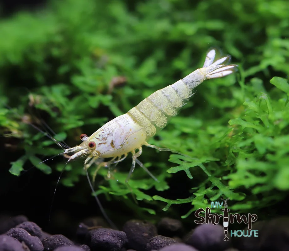 myshrimphouse838896