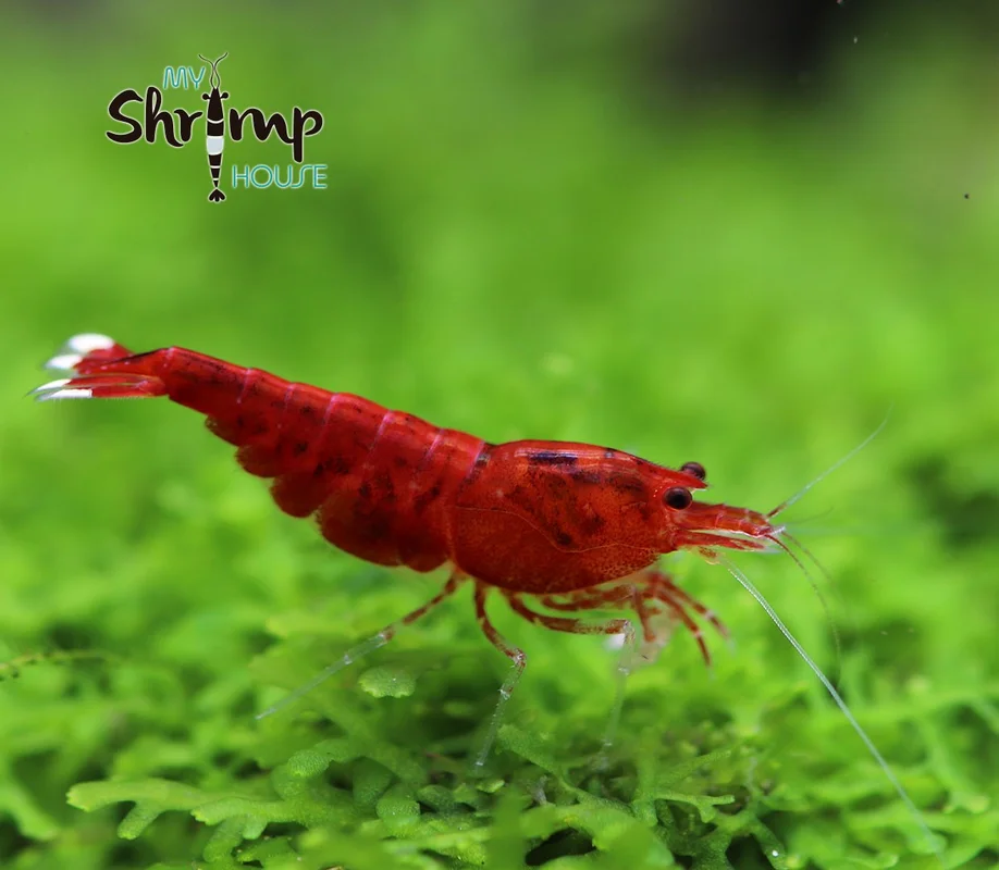 myshrimphouse839251