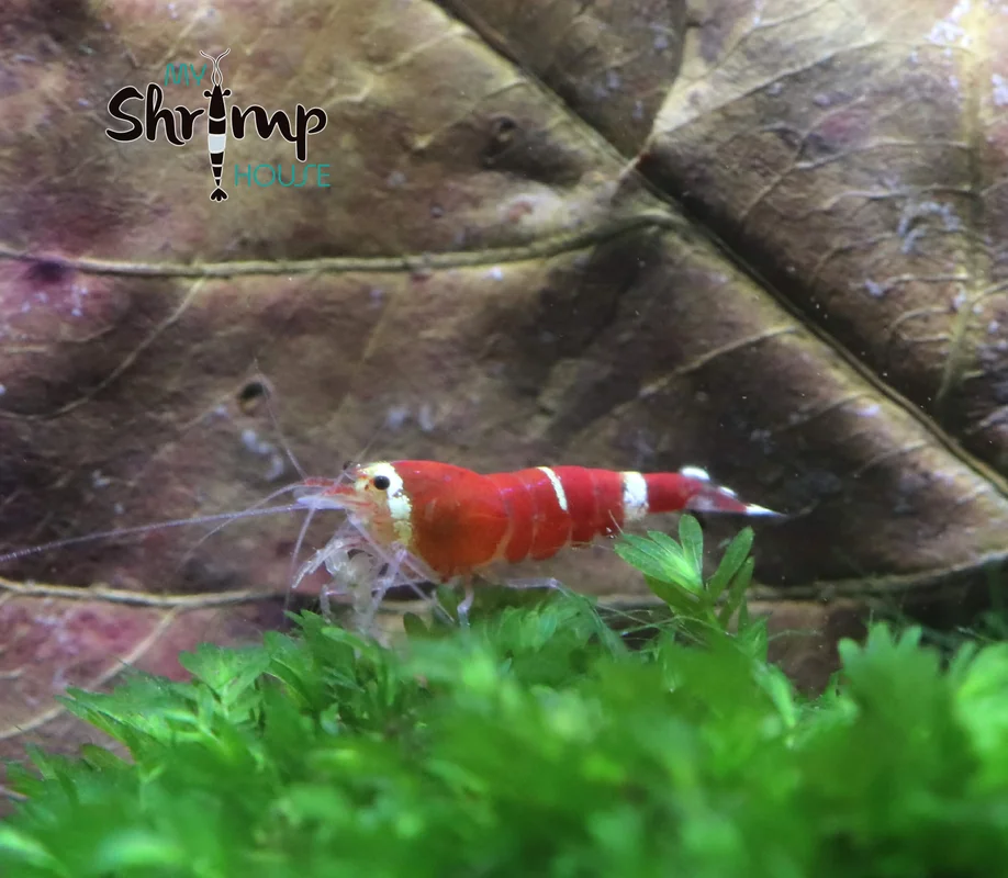 myshrimphouse839287