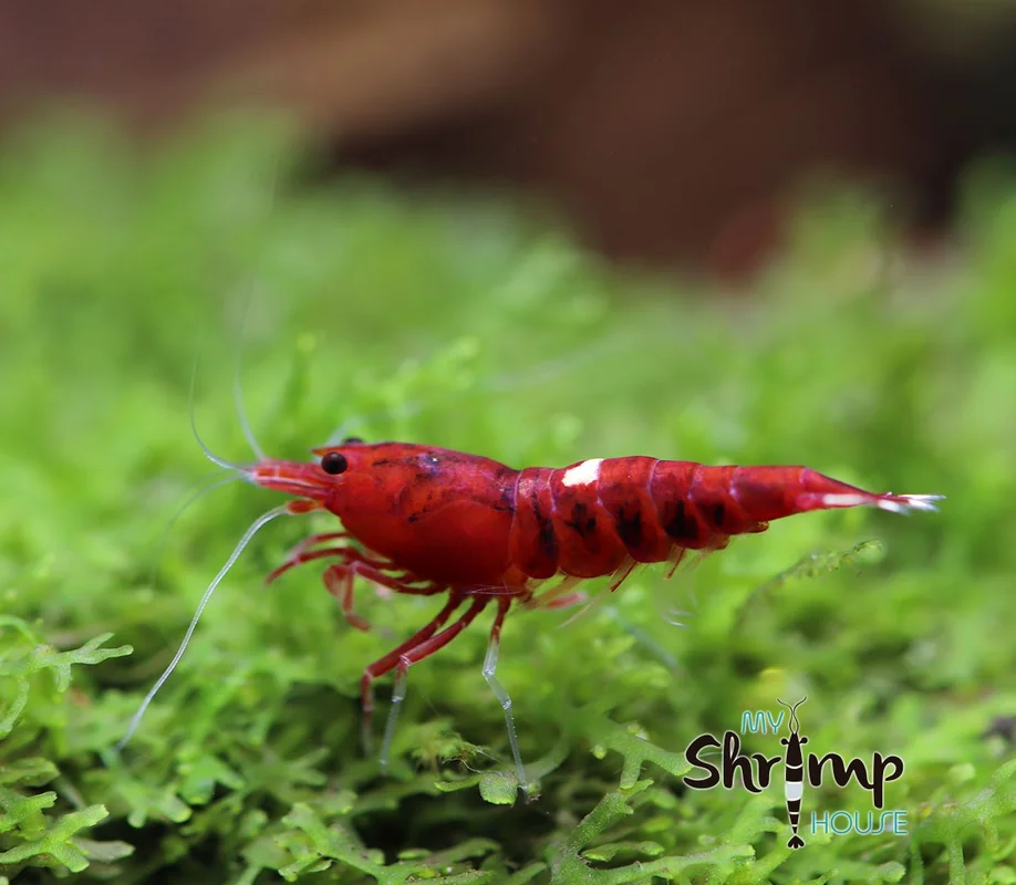 myshrimphouse839307
