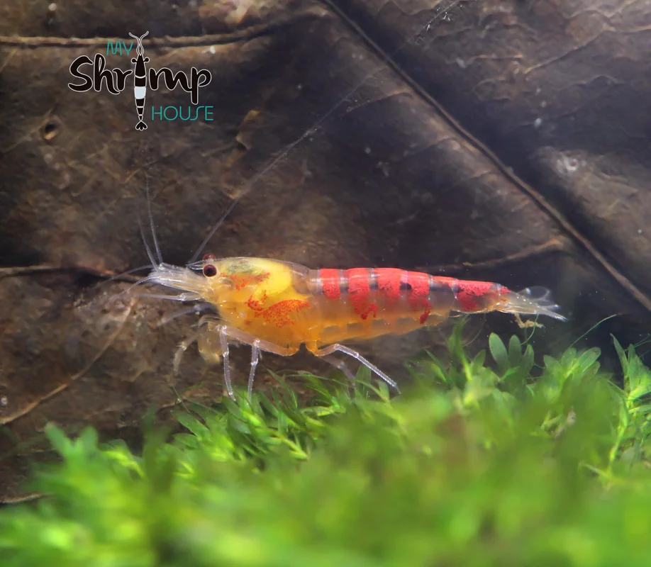 myshrimphouse839346