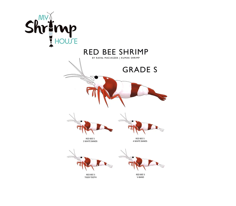 myshrimphouse839365