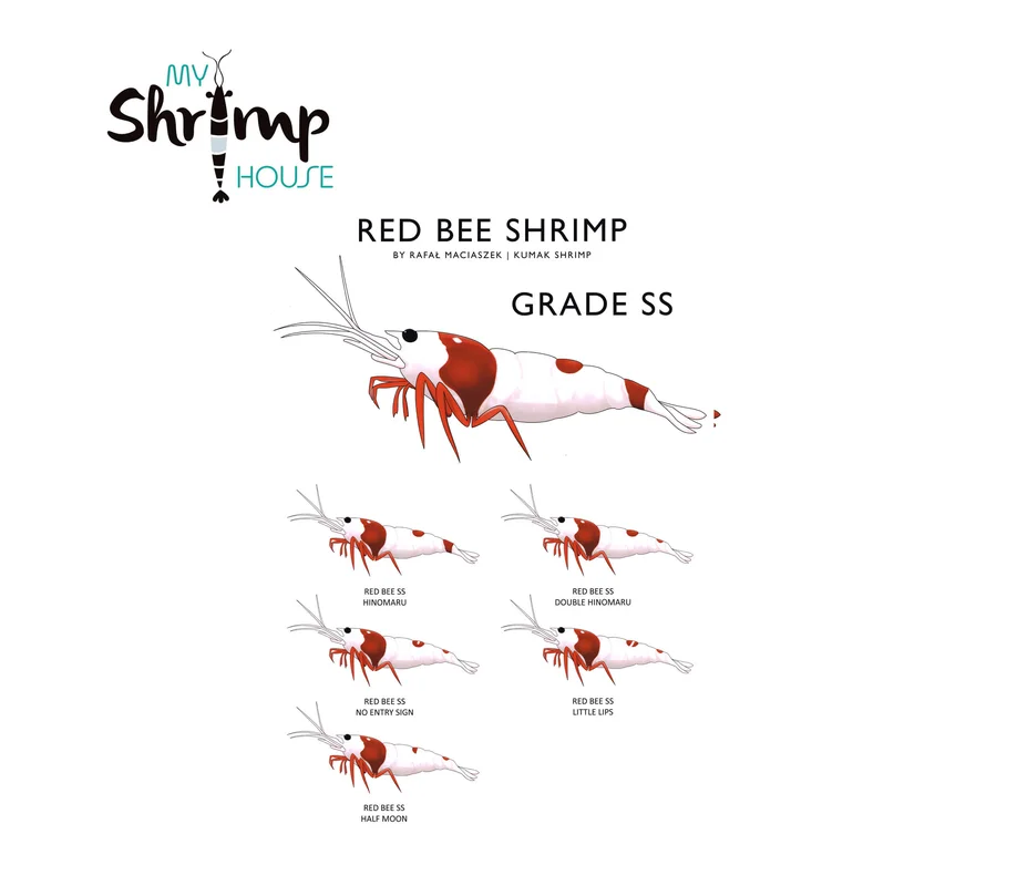 myshrimphouse839383