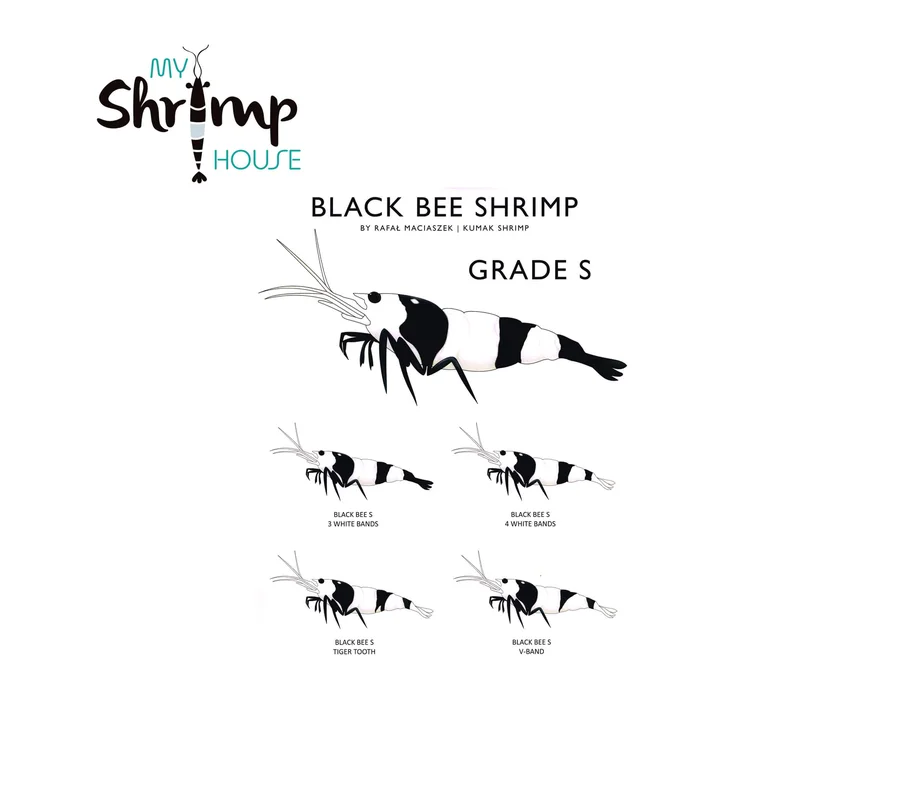 myshrimphouse839404