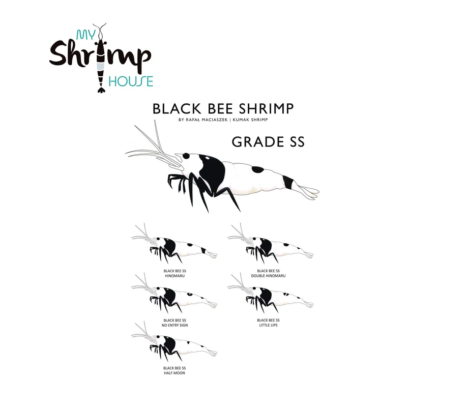 myshrimphouse839425