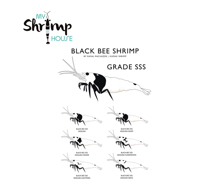 myshrimphouse839441