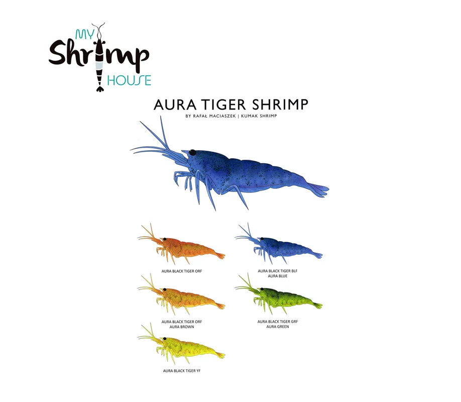 myshrimphouse839455