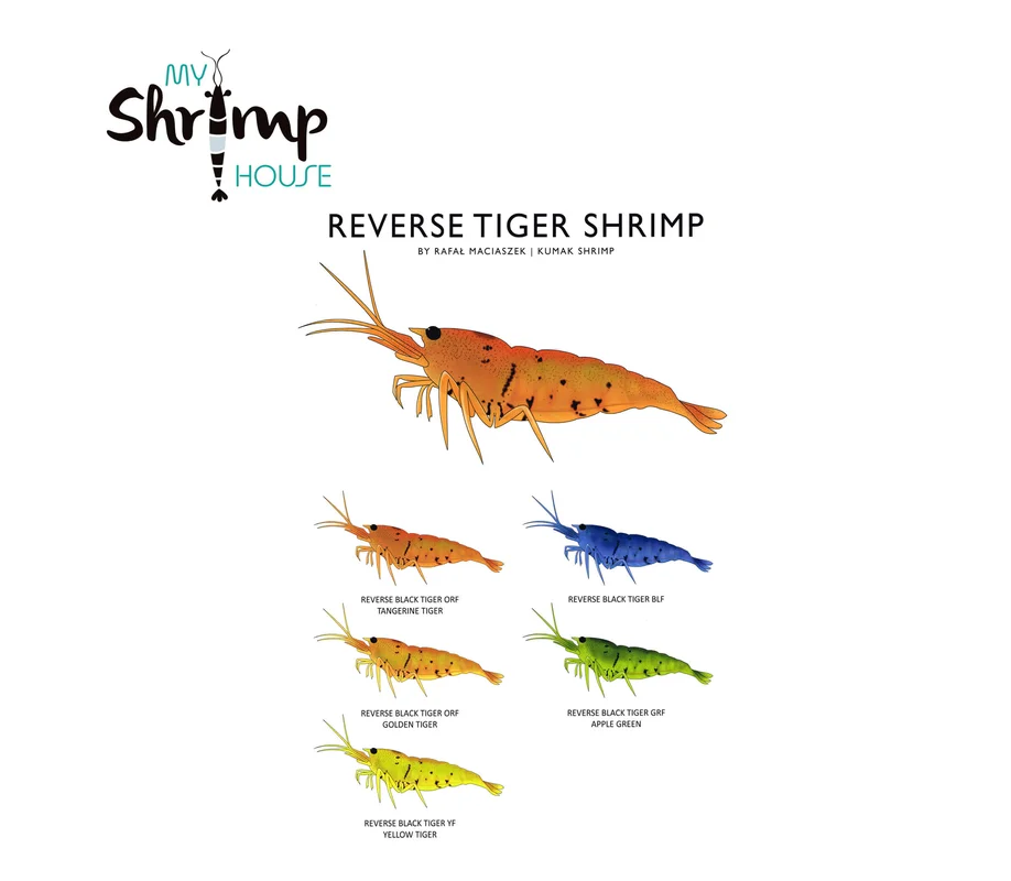 myshrimphouse839479