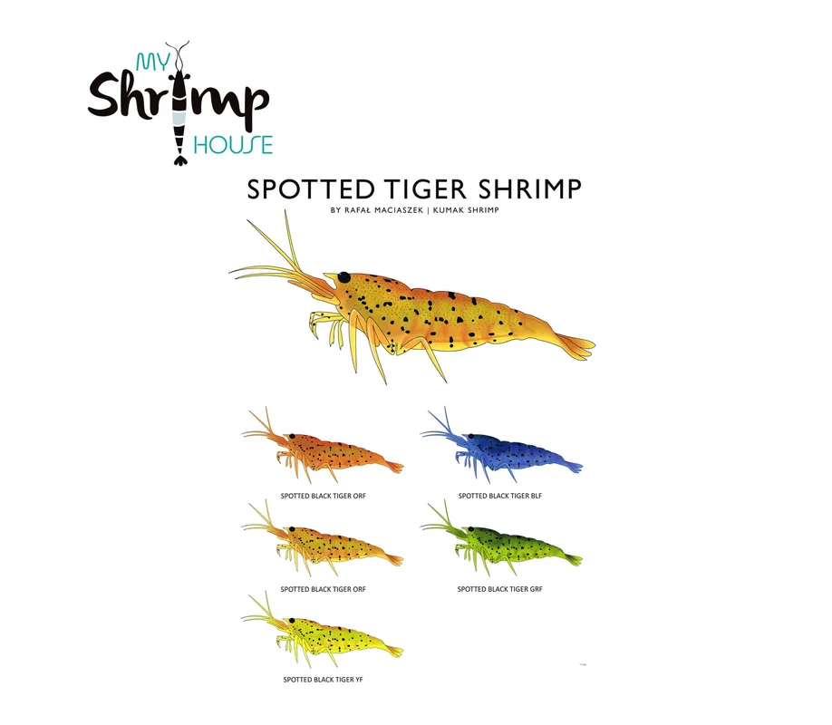 myshrimphouse839492
