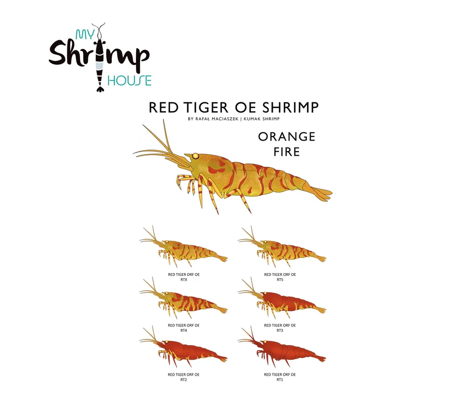 myshrimphouse839511