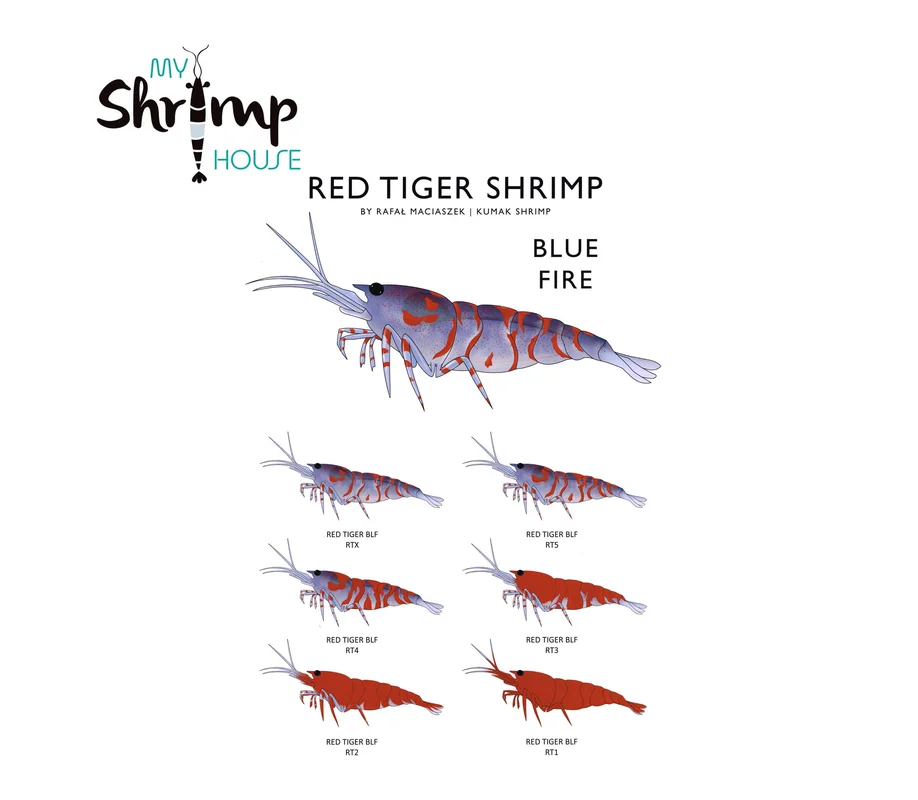 myshrimphouse839564