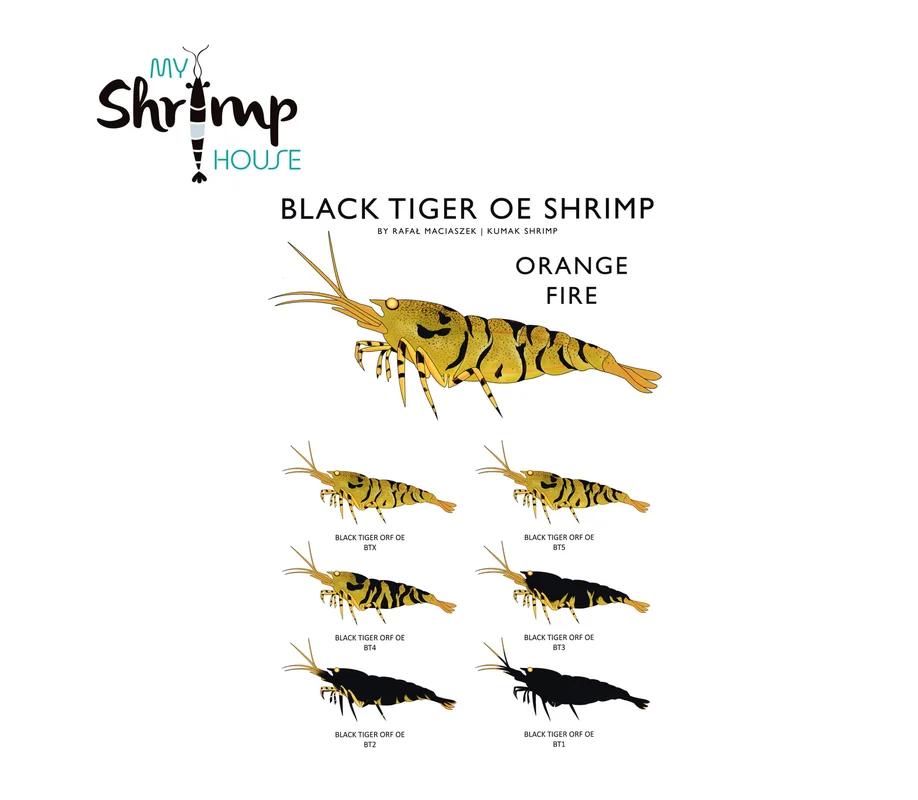 myshrimphouse839584