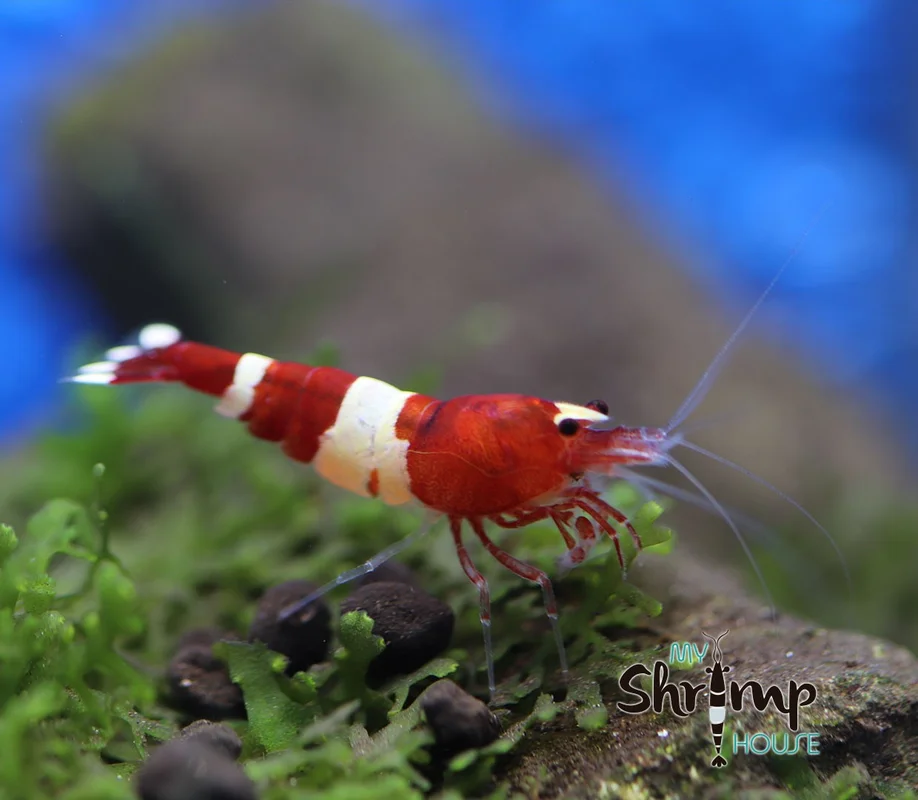 myshrimphouse839749