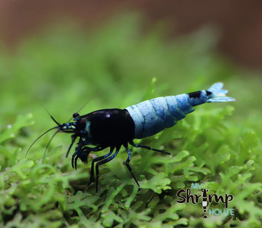 myshrimphouse839766