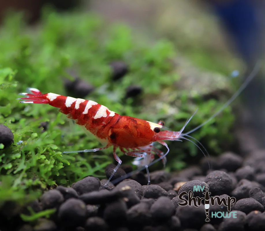 myshrimphouse839856