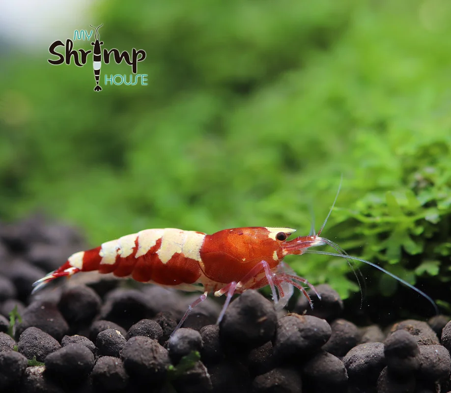 myshrimphouse839881