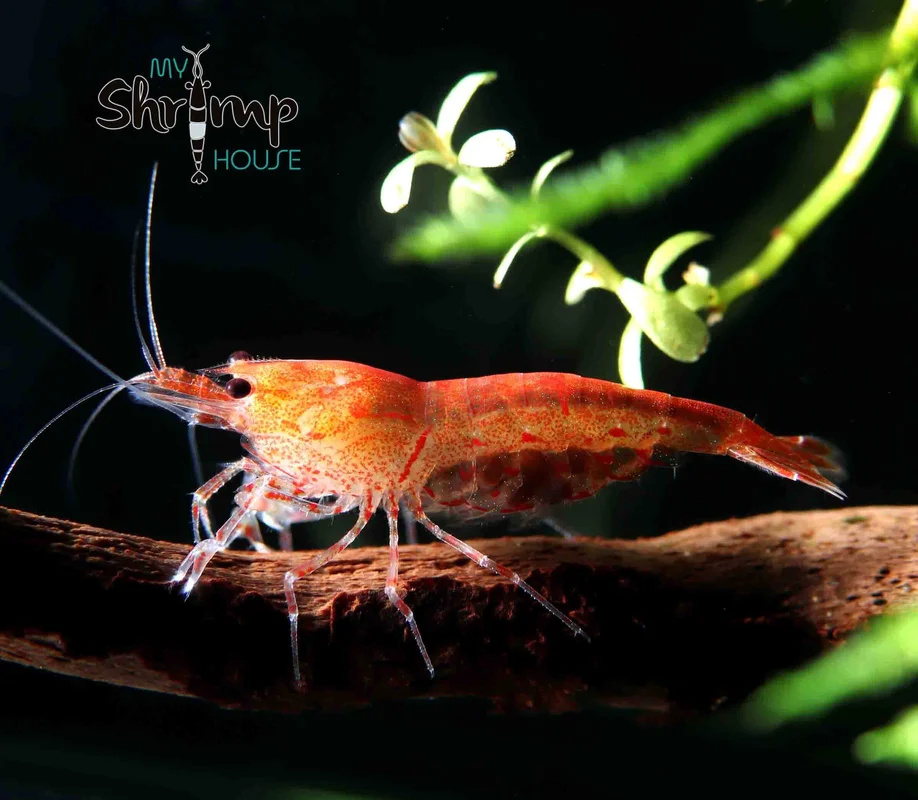 myshrimphouse839945