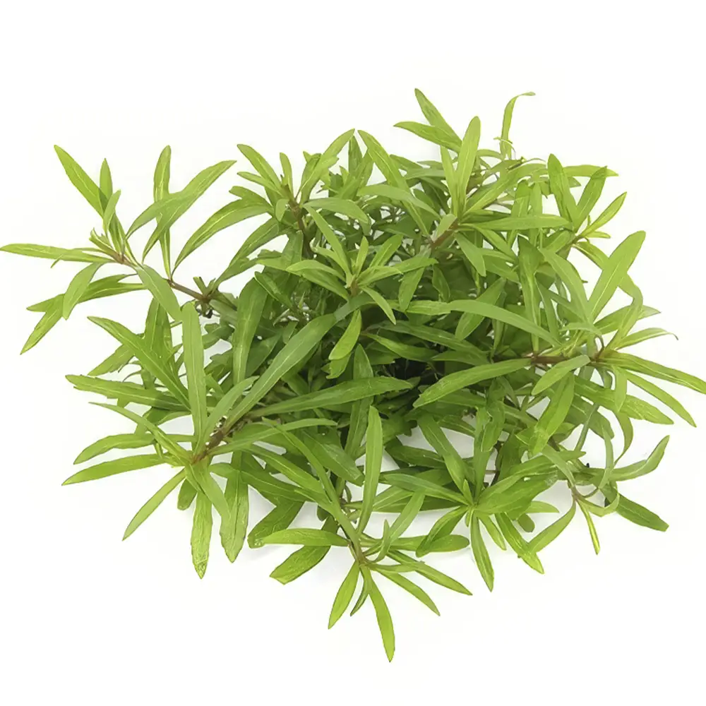 nascapers843620
