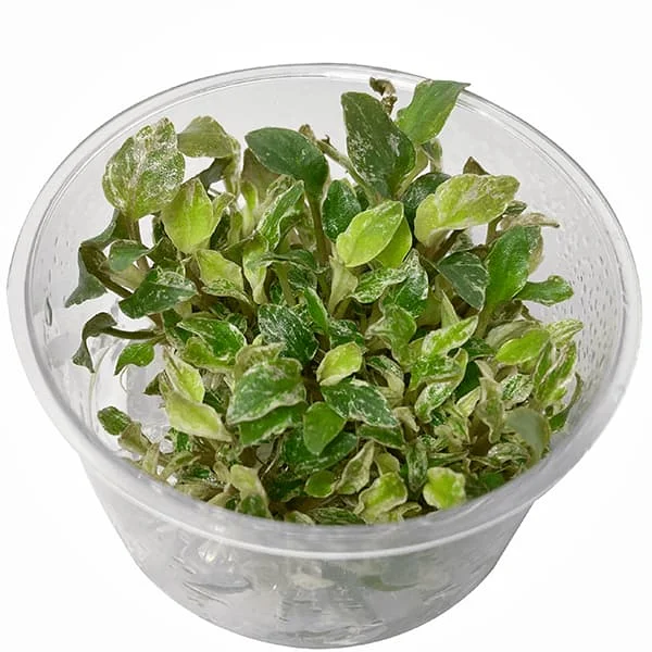 nascapers849080