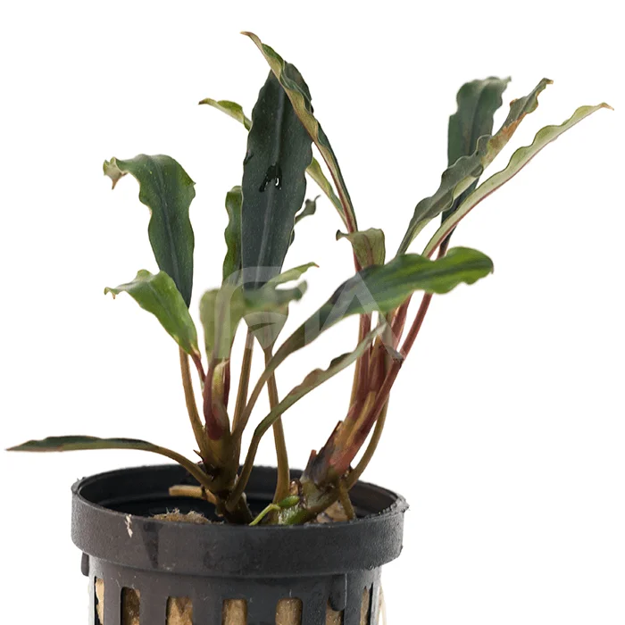 nascapers855607
