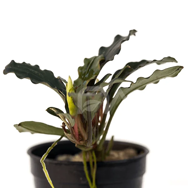 nascapers858590
