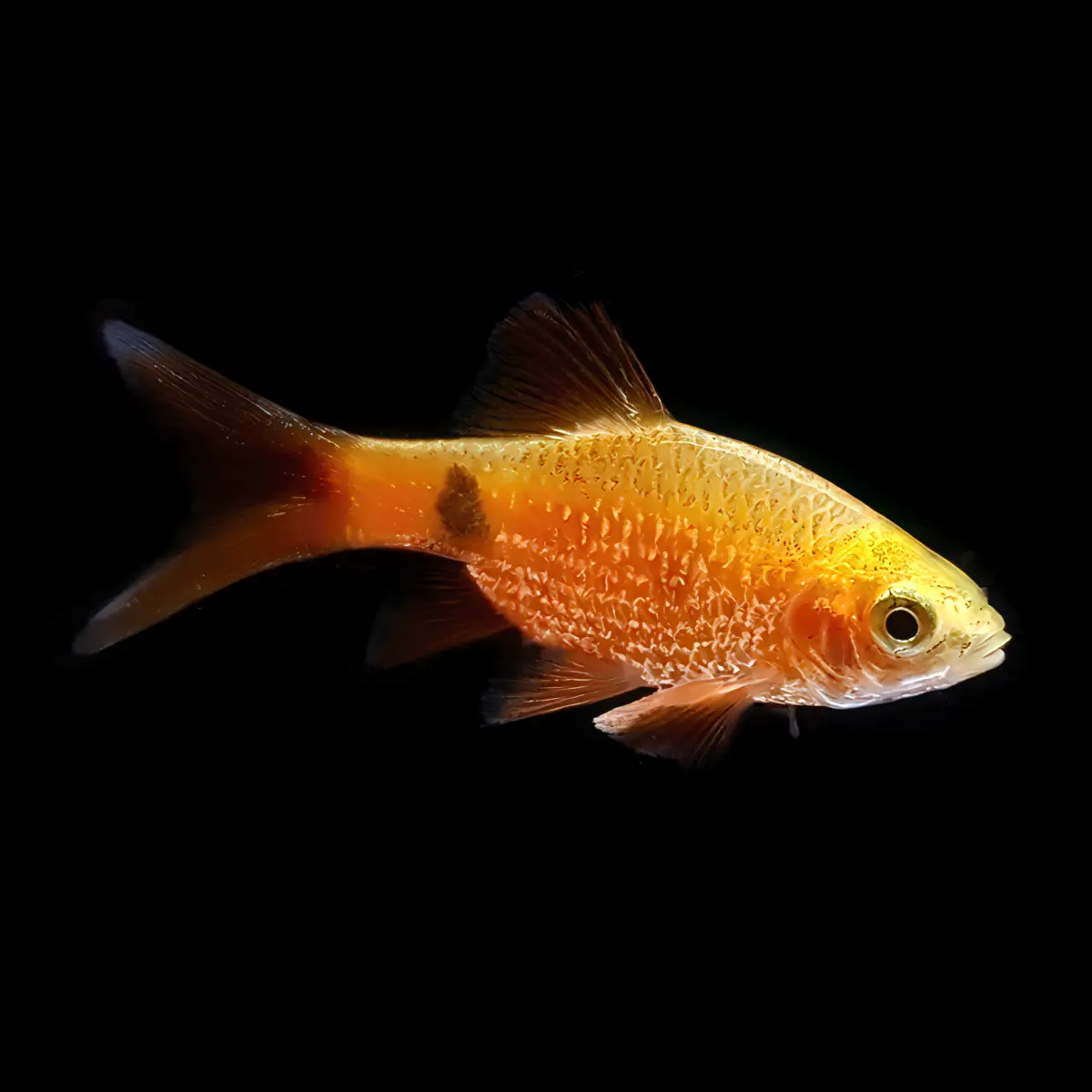 nascapers859310
