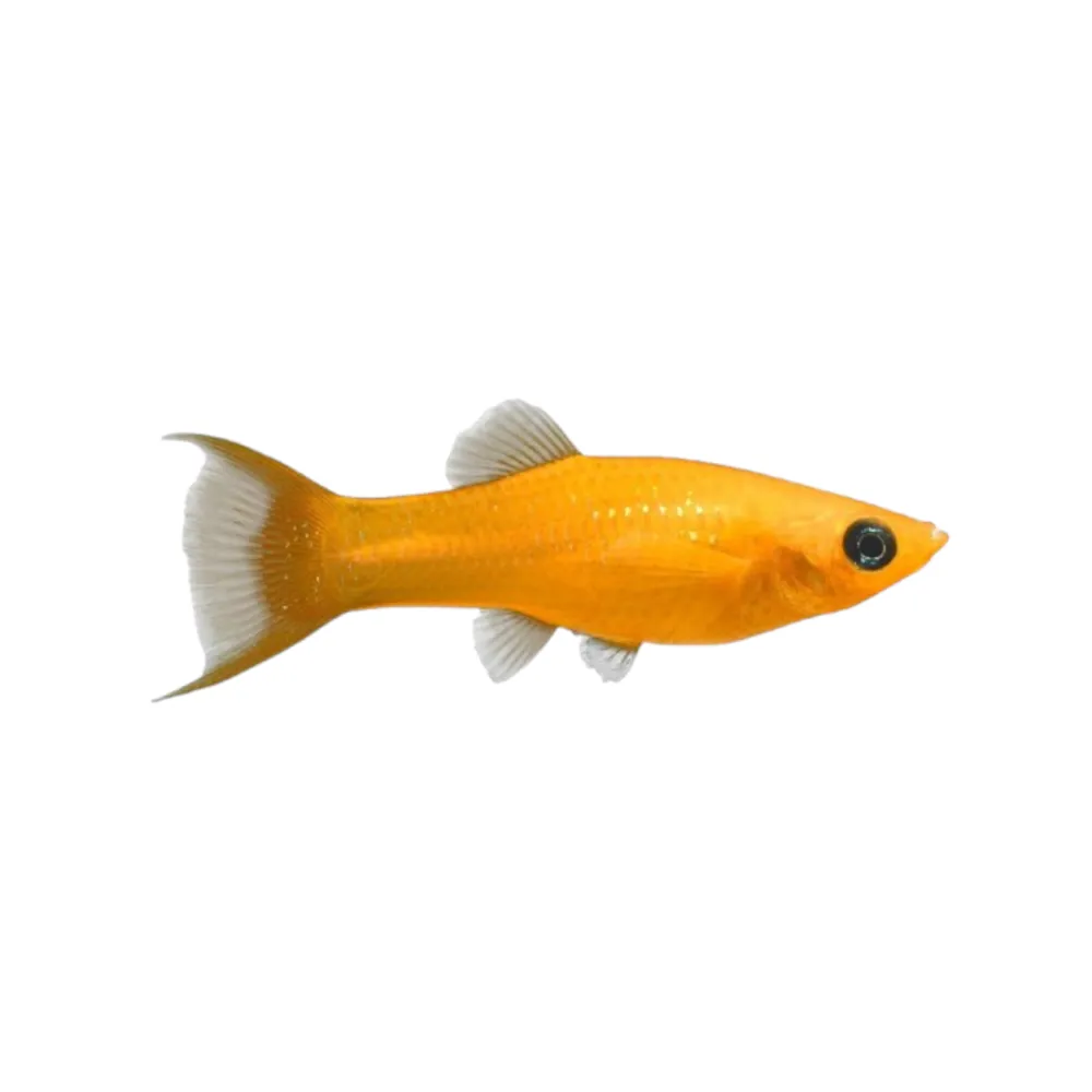 nascapers861208