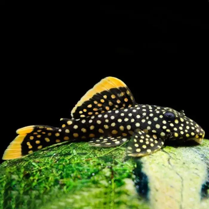 nascapers861781