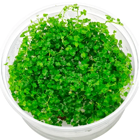 nascapers866207