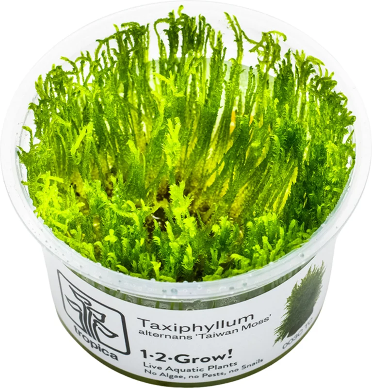 olibetta12024