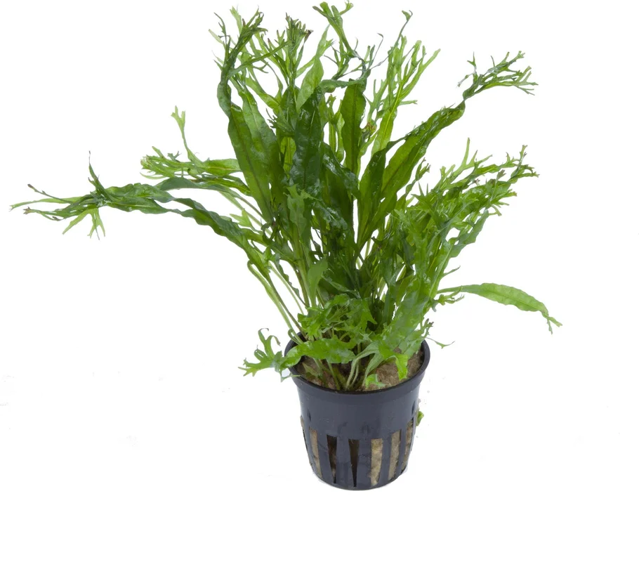 olibetta12173