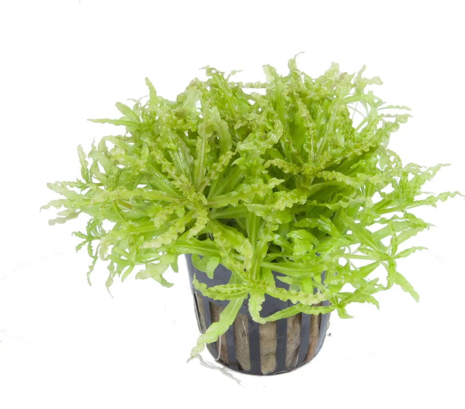 olibetta12190