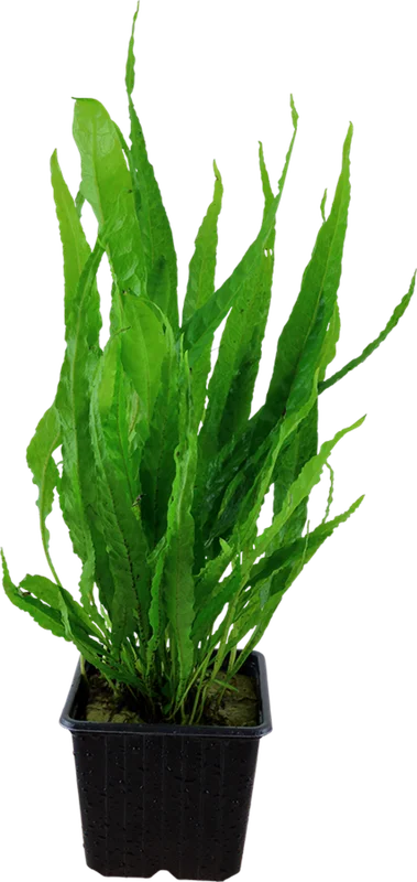 olibetta12204