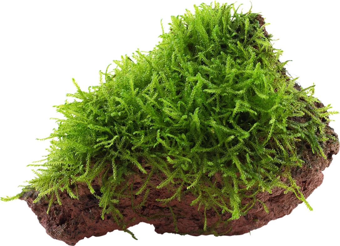 olibetta12926